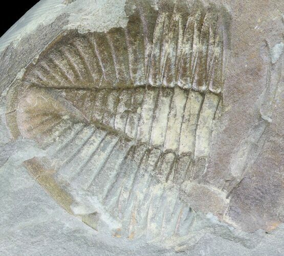 Partial Ogyginus Cordensis - Classic British Trilobite #75925
